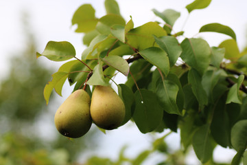 Harvest pears on the tree