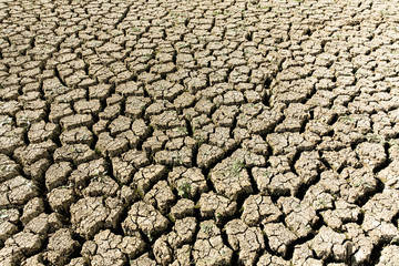desiccated crop land