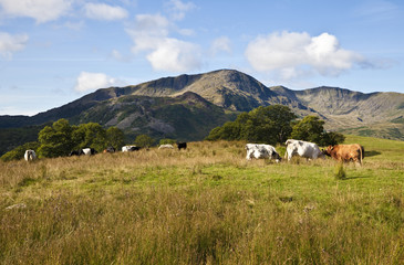 Fototapeta na wymiar Lake District Cows