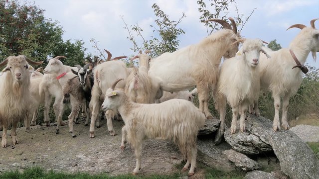 kashmir goats portrait