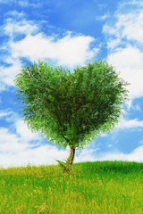 Green tree in heart shape, outdoors