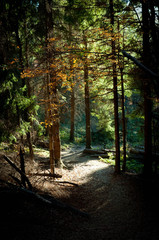 Fototapeta premium Forest path in the Bieszczady Mountains.