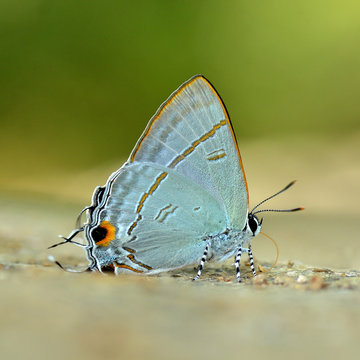 Butterfly , Thailand