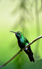 Fototapeta na wymiar Cuban Emerald Hummingbird (Chlorostilbon ricordii)