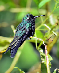  Cuban Emerald Hummingbird (Chlorostilbon ricordii)
