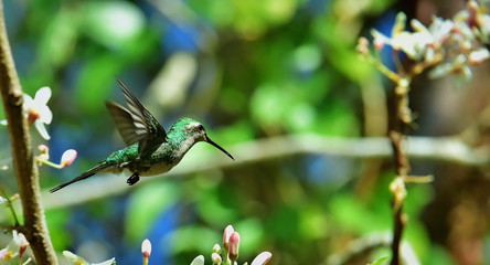 Flying Cuban Emerald Hummingbird (Chlorostilbon ricordii)