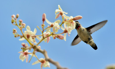Flying Cuban Bee Hummingbird (Mellisuga helenae)