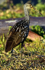 The limpkin (Aramus guarauna)
