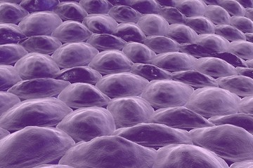 Fototapeta premium Layer of cells, human skin cells, epithelial cells, histology illustration, anatomy illustration, medical illustration, scientific background