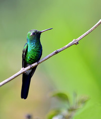  Cuban Emerald Hummingbird (Chlorostilbon ricordii)