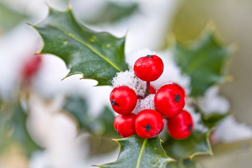 Close up od a branch of holly with red berries covered with snow in winter, seasons greetings,...