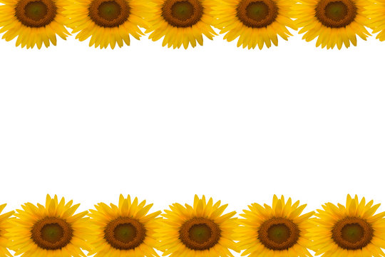 sunflower picture frame