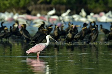 Roseate spoonbill in lagoon.