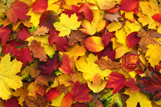  autumn leaves