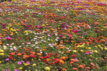 美瑛パノラマロードのお花畑