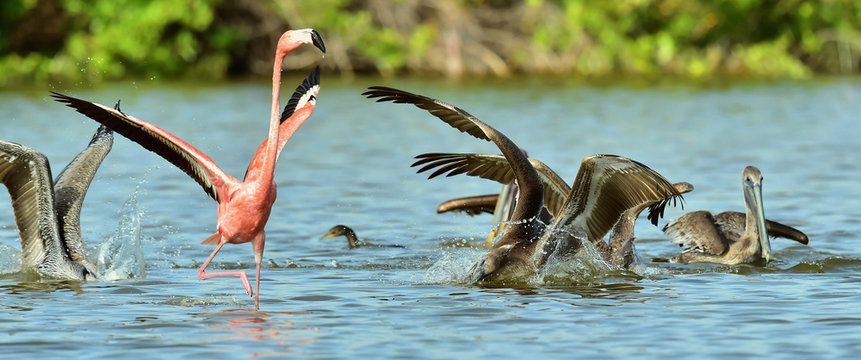 Fototapeta Caribbean flamingo (Phoenicopterus ruber)  and fishing pelicans in water. Cuba