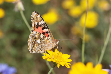 Distelfalter (Vanessa cardui)