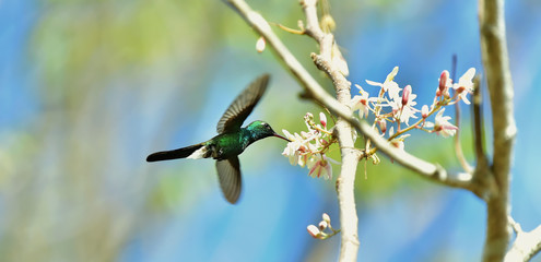 Flying Cuban Emerald Hummingbird (Chlorostilbon ricordii)