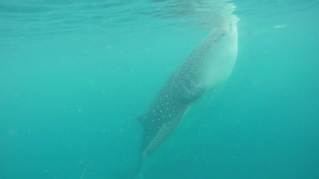 Whale shark feeding near Oslob in the Philippines