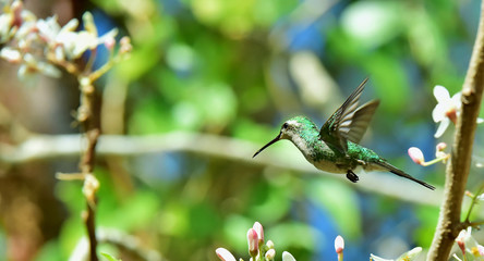 Flying Cuban Emerald Hummingbird (Chlorostilbon ricordii)