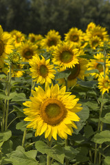 四季彩の丘のひまわり畑