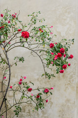Obraz premium Red bush roses on the background wall