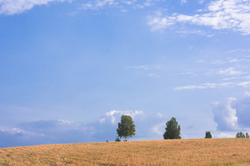 Fototapeta premium 秋色の美瑛の田園風景