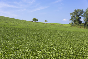 美瑛町のパノラマロード・田園風景