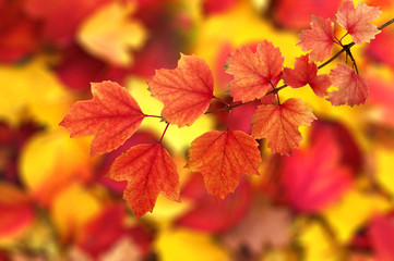 autumn leaves background