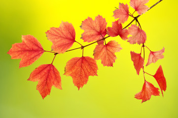 Fototapeta premium autumn leaves background