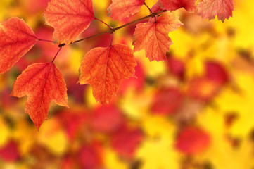 autumn leaves background