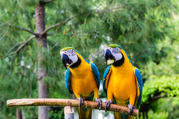Couple of blue macaws on a background of trees.