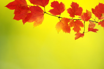 autumn leaves background