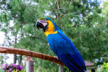 Blue macaw on a background of trees.