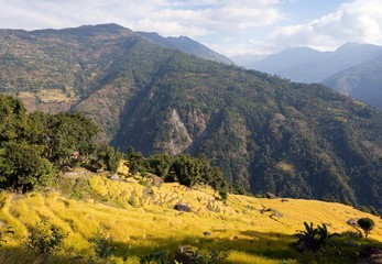 golden terraced rice field in Solukhumbu valley, Nepal