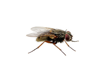 fly on a white