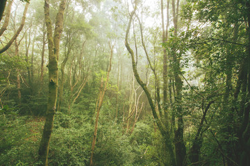 Autumn forest