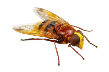 Horsefly