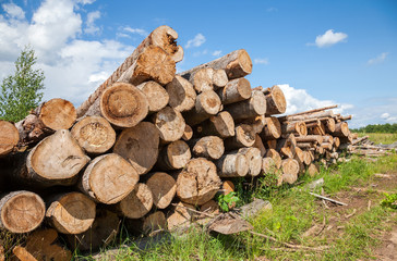 Stack of cut timber logs in summer sunny day