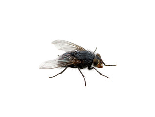 fly on a white
