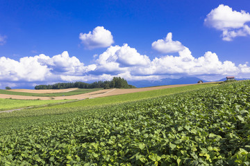 美瑛町のパノラマロード田園風景