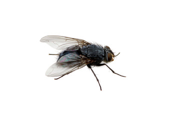 fly on a white