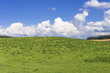 Fototapeta na wymiar パノラマロードの草原