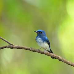 Obraz premium Bird (Hainan Blue Flycatcher) , Thailand