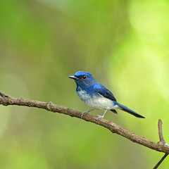 Bird (Hainan Blue Flycatcher) , Thailand