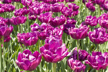 Violet tulips