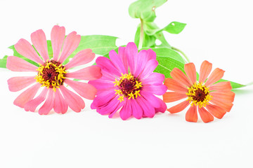 Flower of zinnia isolated