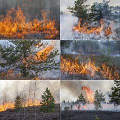 Collection with six forest fire images to visualize wildfires and prescribed burning of forest in Europe and Asia:UK, Scandinavia, Russia, Germany, mountain forests, woods of conifers in any country.
