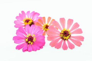 Flower of zinnia isolated