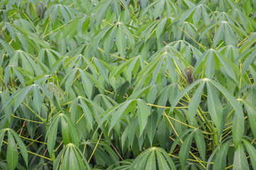 Cassava tree closeup / The tapioca in Cassava plantation